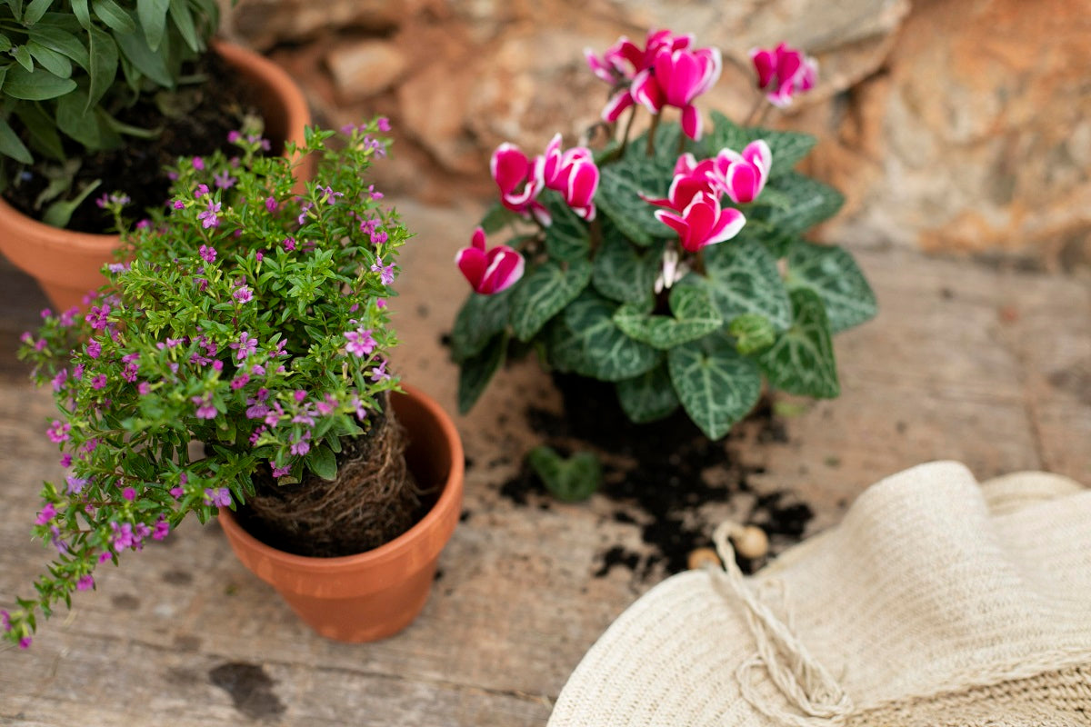 10 Winter Flowering Plants for Indian Home  unlimitedgreens