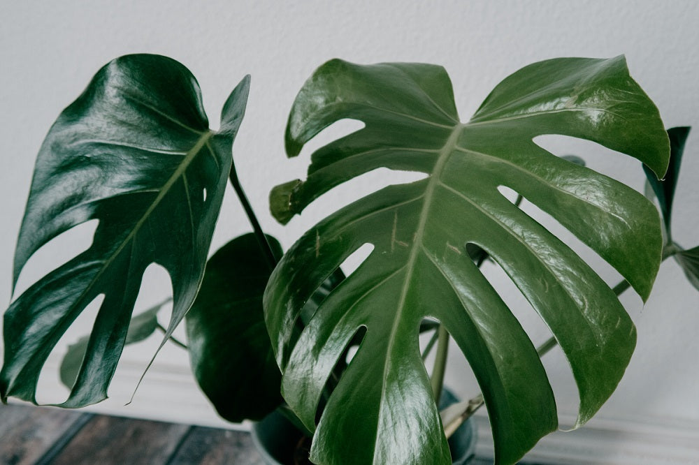 philodendron umtopfen Tipps zur Pflege deiner Pflanze : Philodendron scandens Brasil –  PflanzenFuerAlle main image 1