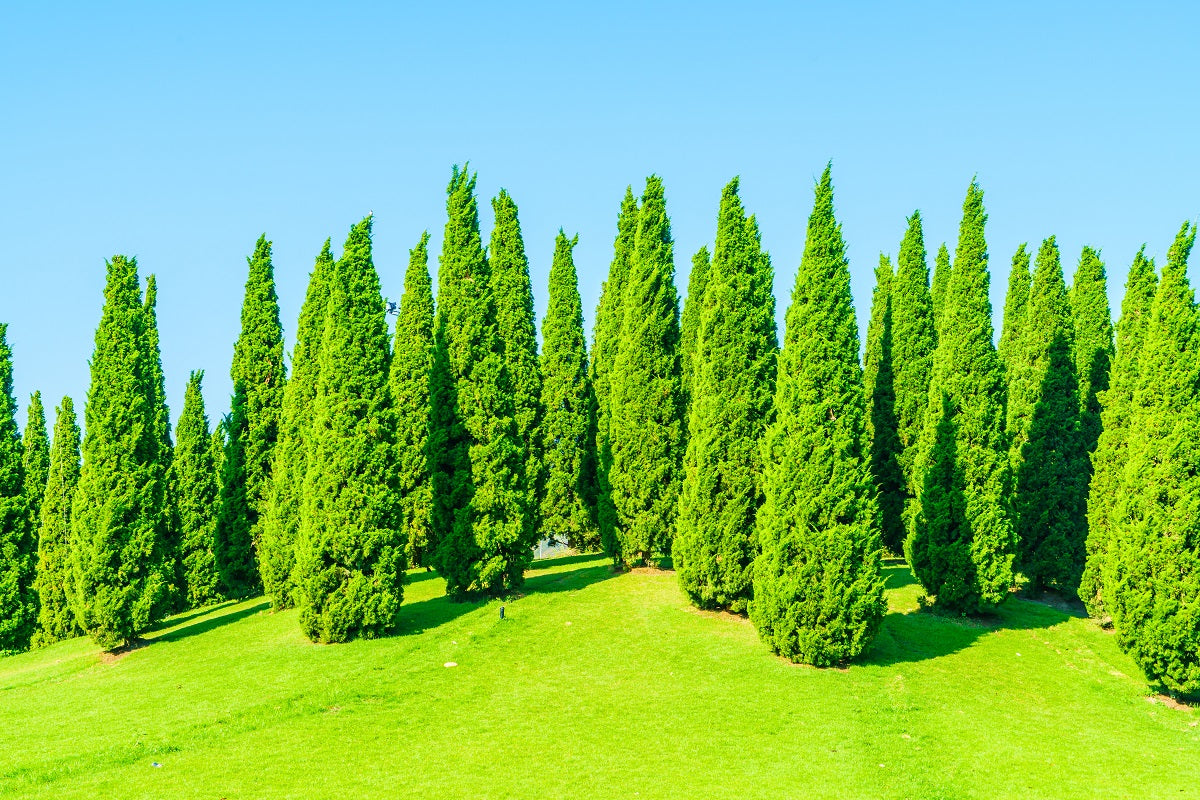 Amazing Thuja Plant Benefits for Health, Home, and Spiritual Wellbeing   unlimitedgreens