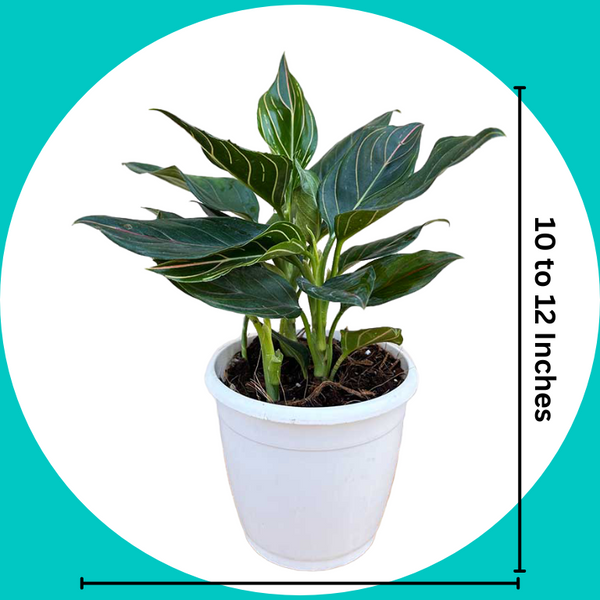 Shop Aglaonema Red Vein Unlimited Greens Best Place To Buy Plants
