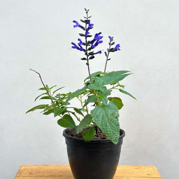 Salvia 'Blue Brazilian Sage' plants - Salvia guaranitica
