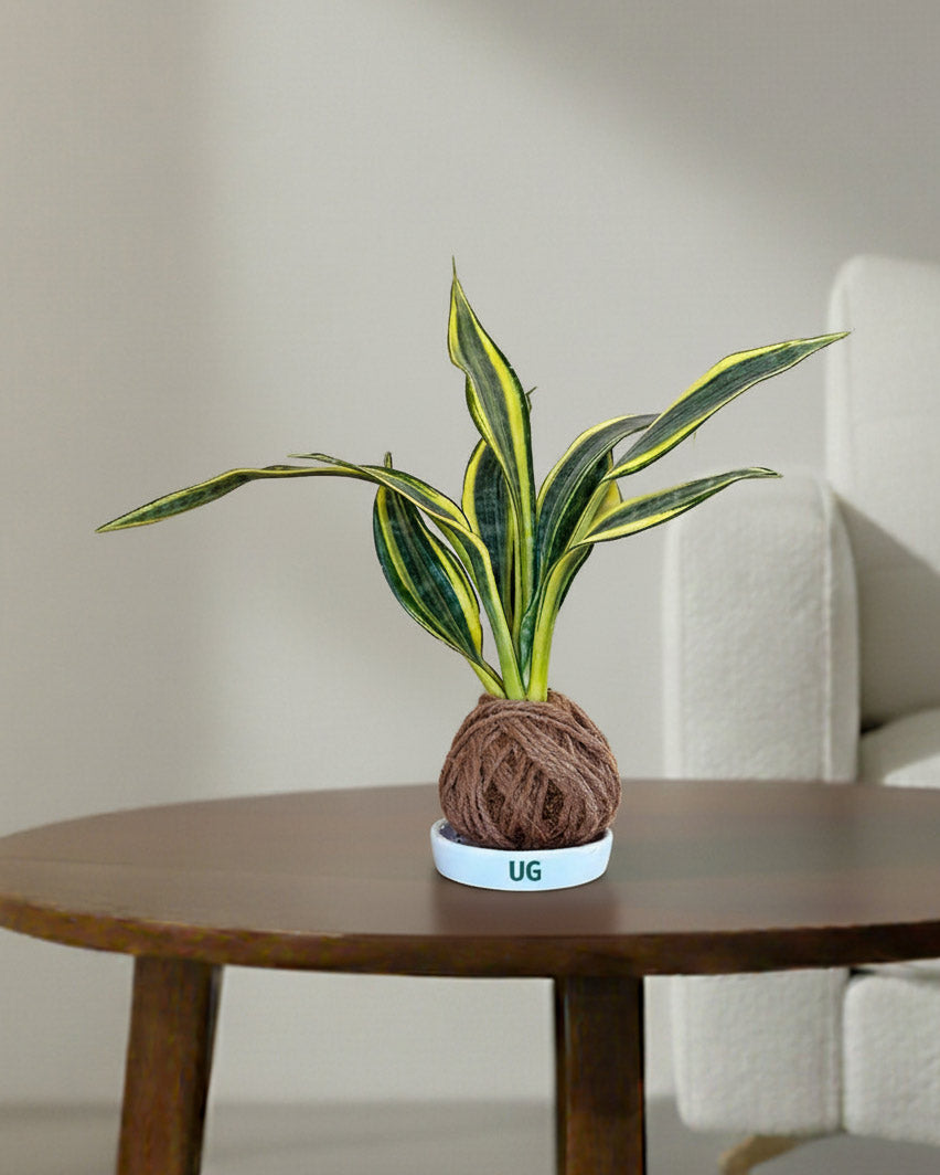 snake plant kokedama Shop Snake Plant (Sansevieria trifasciata) Kokedama Plant Online- Unlimited Greens – unlimitedgreens