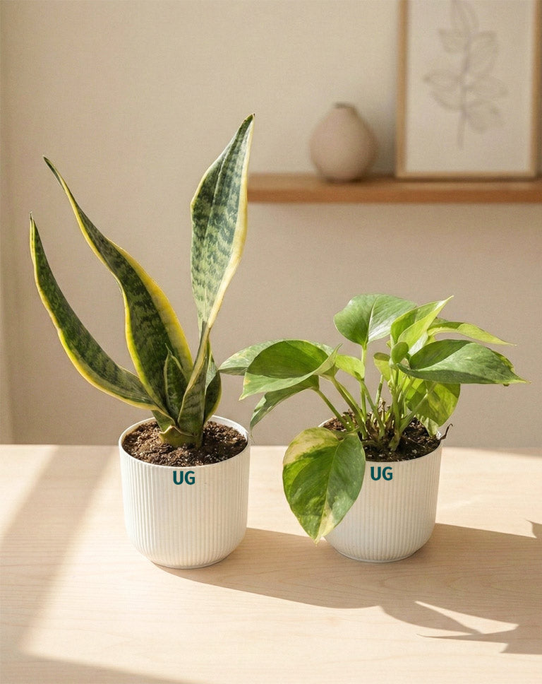 money plant vs snake plant Low-Maintenance Indoor Plants for Home & Office – Snake Plant Money Plant Combo – unlimitedgreens