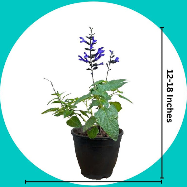 Salvia 'Blue Brazilian Sage' plants - Salvia guaranitica