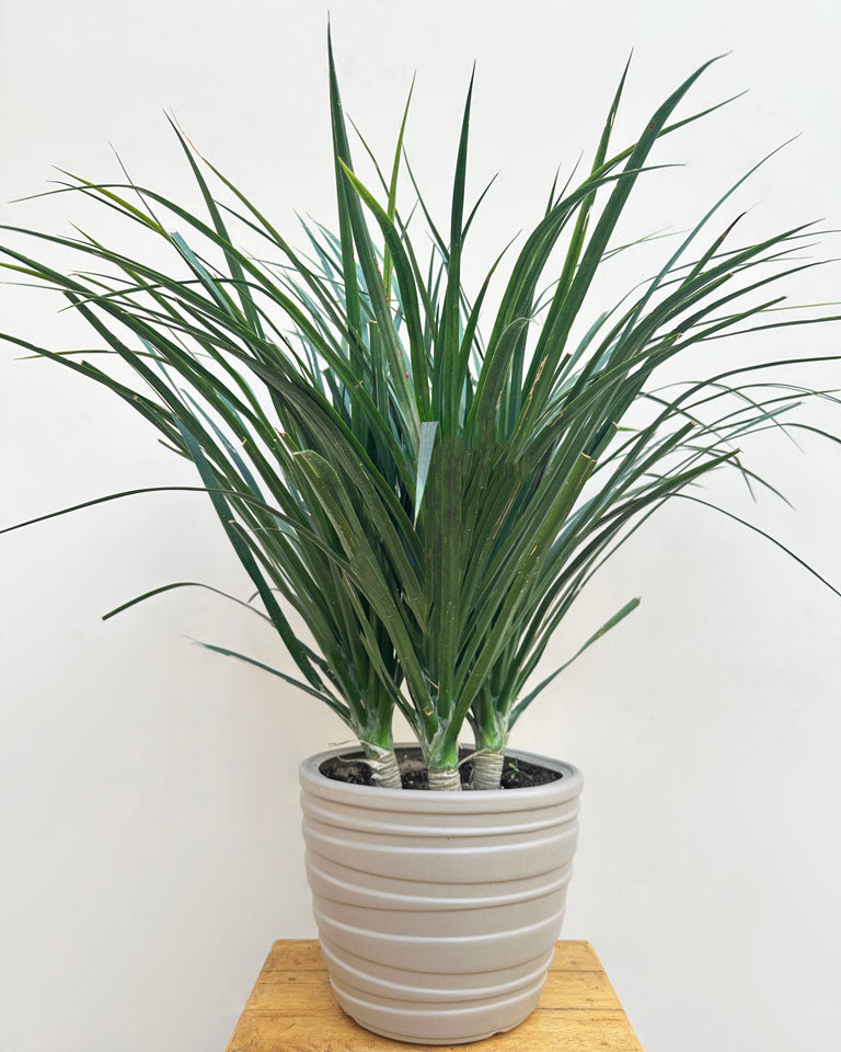 dracaena draco indoor plant Shop 3 In One Houseplant Dracaena Draco Plant Online India