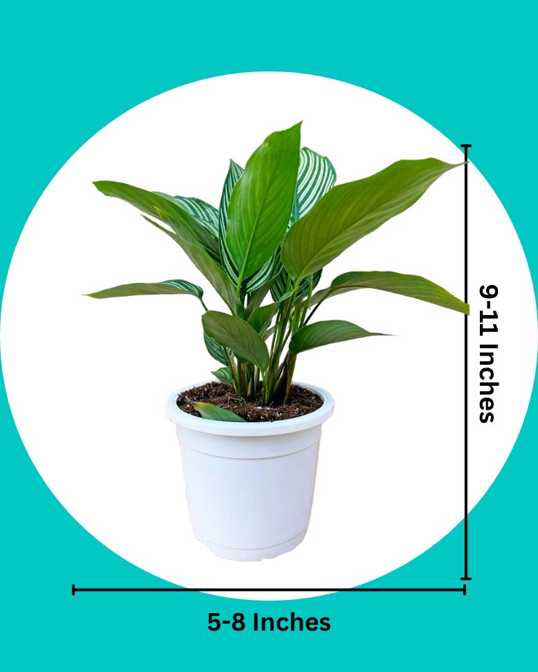 Calathea Vittata Plant