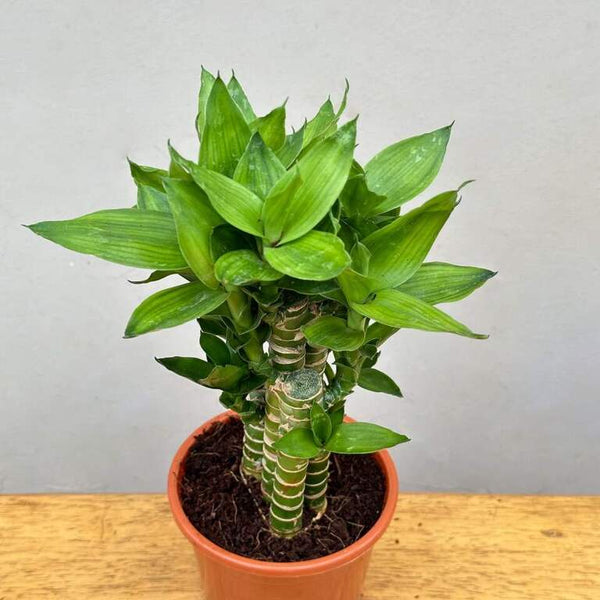 Shop Cut Leaf Bamboo Plant online Unlimited Greens unlimitedgreens