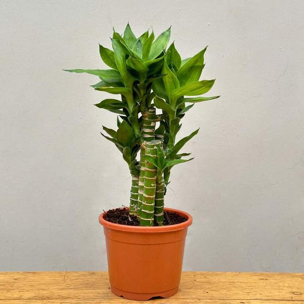 Shop Cut Leaf Bamboo Plant online Unlimited Greens unlimitedgreens