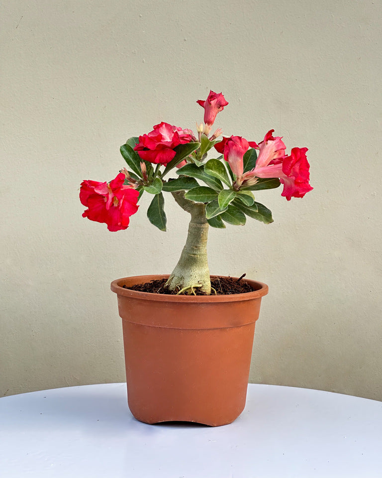 Adenium Desert Rose Grafted Plant (Any colour)