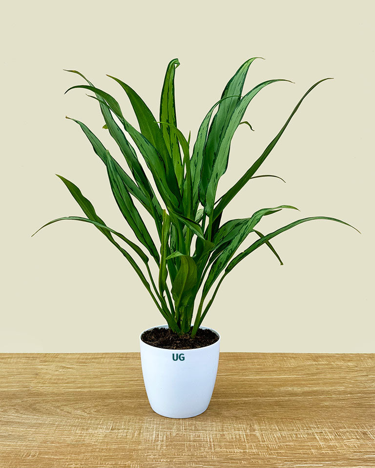 aglaonema crispum silver queen Buy Aglaonema Commutatum Silver Queen- Unlimited Greens – unlimitedgreens