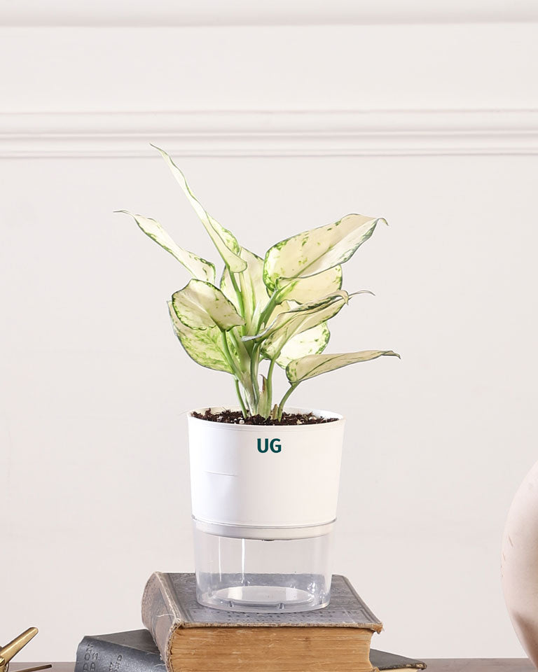 aglaonema watering Shop Aglaonema Super White In Self Watering Pot in a Lowest Price- Unlimited Greens – unlimitedgreens