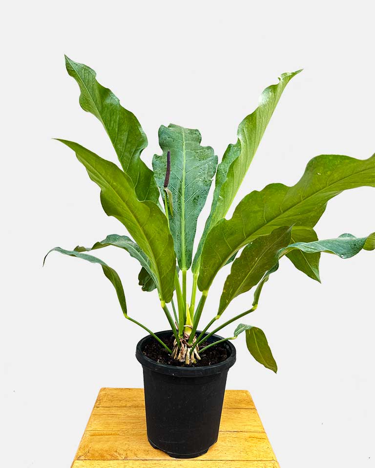 hookeri anthurium Anthurium Hookeri Plant – unlimitedgreens