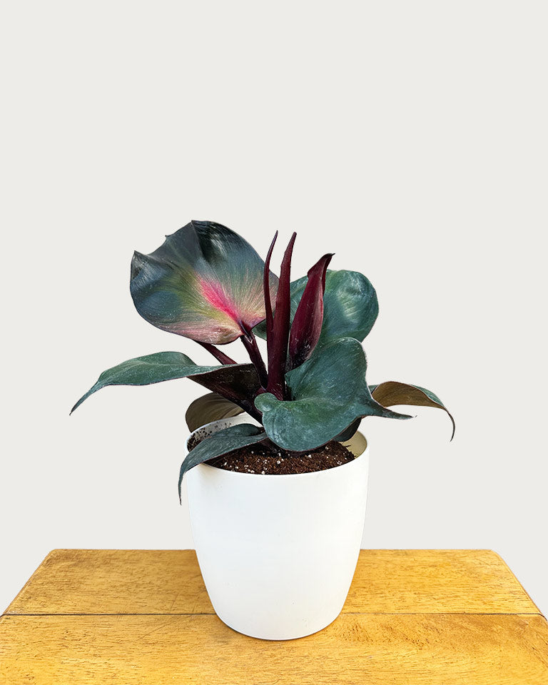buy philodendron plants online Buy Philodendron Red Heart Online- Best Quality Plants- Unlimited Greens – unlimitedgreens