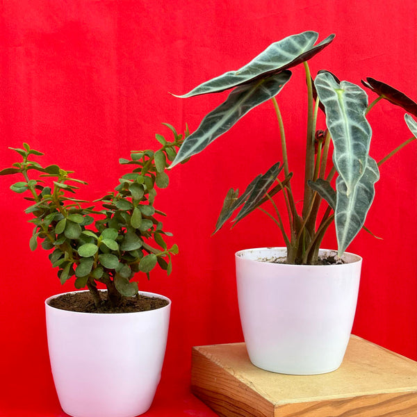 Low maintenance Set of 2 plants unlimitedgreens