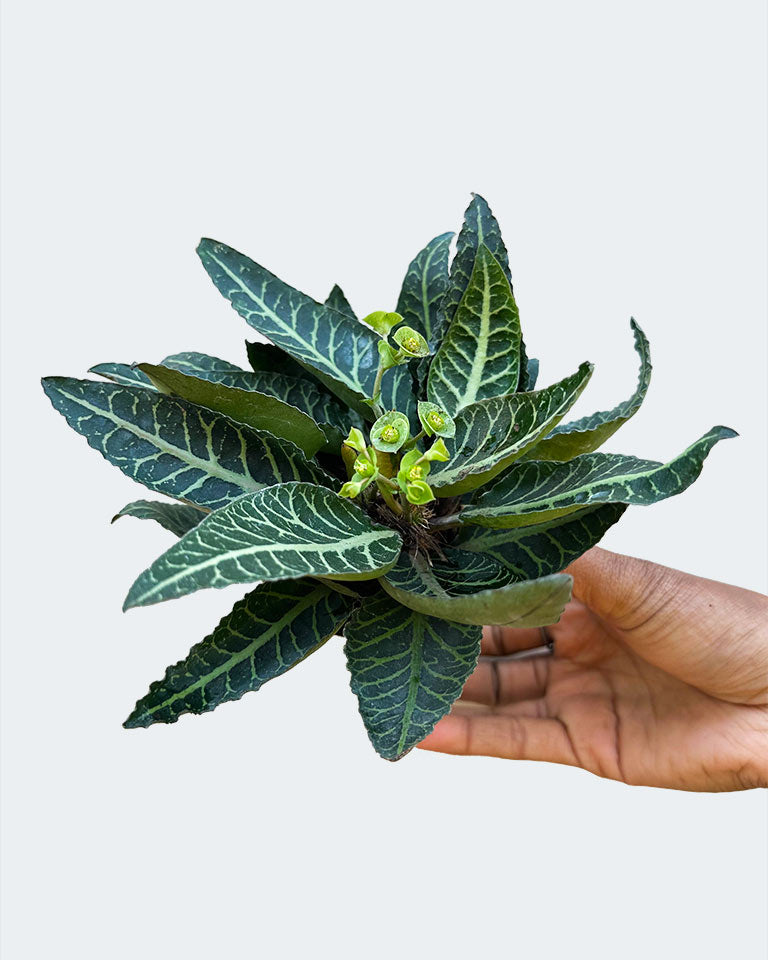 Euphorbia Francoisii