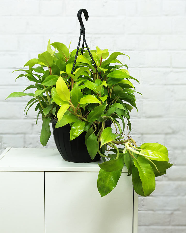 philodendron ceylon gold care Philodendron Ceylon Golden in Durable Hanging Basket – unlimitedgreens