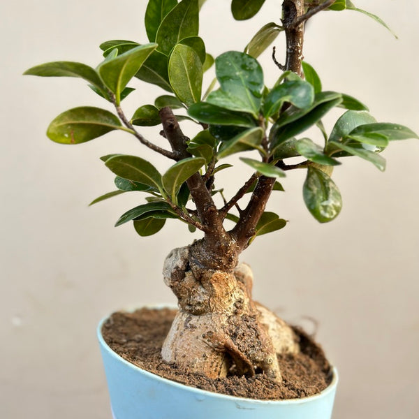 Shop Good Luck Ficus Bonsai in Self Watering Planter Unlimited Greens