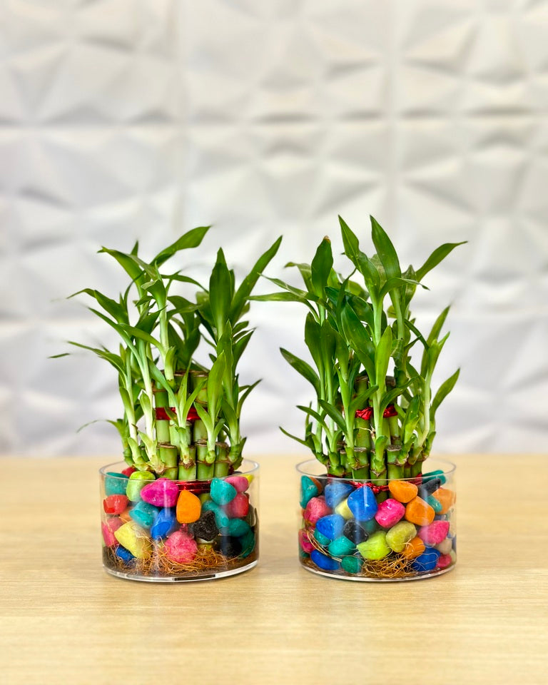 Combo of 2 Layer Lucky Bamboo Feng Shui Plants