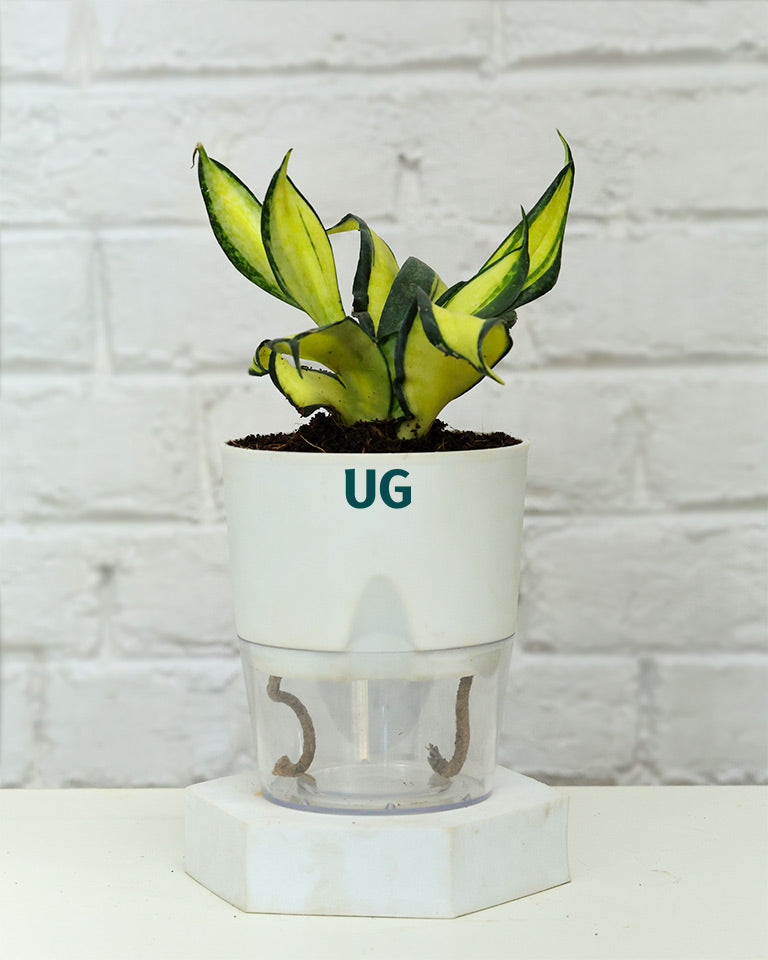 snake plant in self watering pot Twist Snake Plant in Self Watering Pot- Unlimited Greens – unlimitedgreens