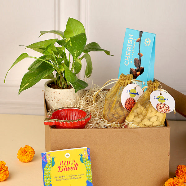 Shop Premium Diwali Gift Hamper With Plants Online Unlimited Greens