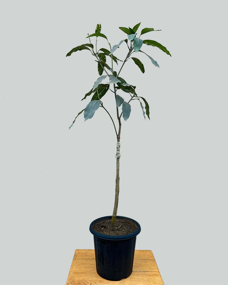 Mango{Baramasi} Plant