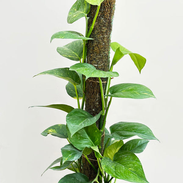 Green Money Plant with Moss Stick unlimitedgreens