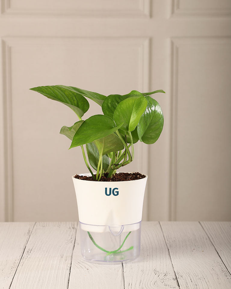 money plant in pot Buy Money Plant Green in Self Watering Pot- Unlimited Greens – unlimitedgreens
