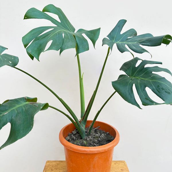 Buy Monstera Plant Best Quality of Monstera Unlimited Greens
