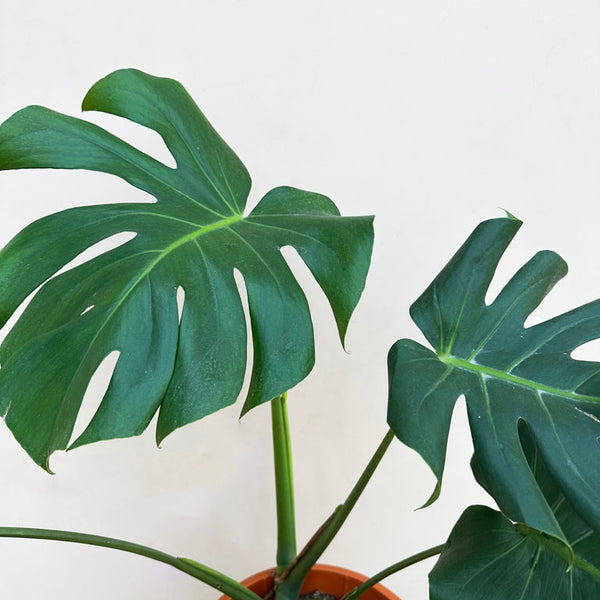 Buy Monstera Plant Best Quality of Monstera Unlimited Greens