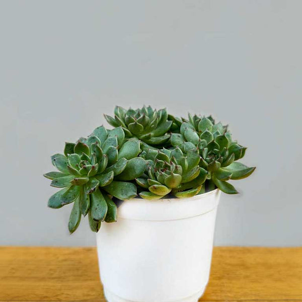 5198 Green Succulent Global Forever, Echeveria Plant