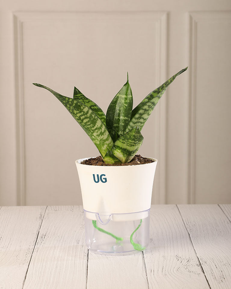 self watering pot for snake plant Snake Plant in Self-Watering Planter – unlimitedgreens