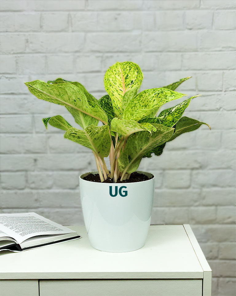 aglaonema lakchai Shop Now Aglaonema Lakchai Variety- Unlimited Greens – unlimitedgreens
