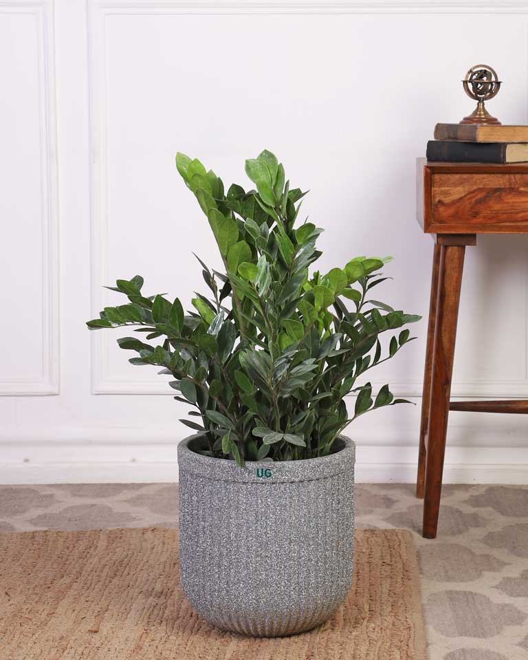 buy house plant online Shop ZZ Plant Online In Tokyo Planter | Best Quality Plants