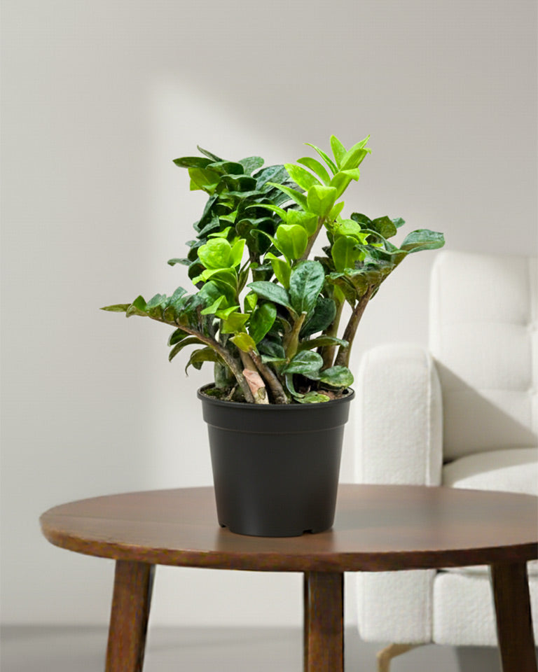 dwarf zenzi zz plant Buy Dwarf ZZ Zenzi Plant (Zamioculcas Zamiifolia) online India – unlimitedgreens