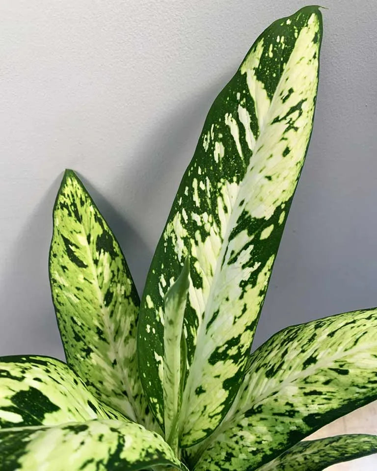 Dieffenbachia Sparkles Plant