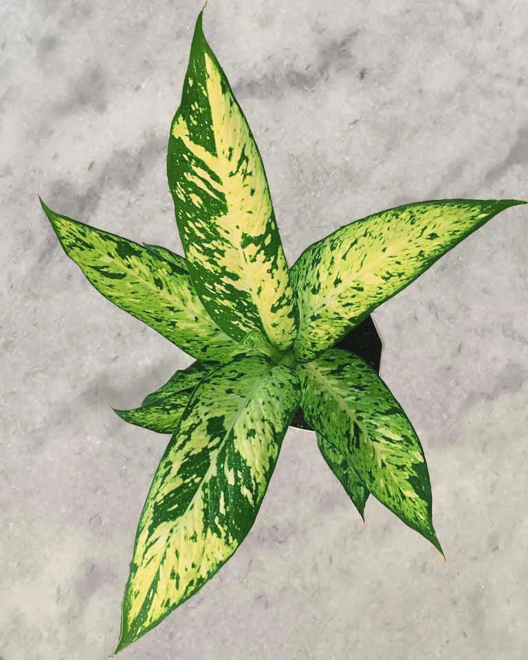 Dieffenbachia Sparkles Plant