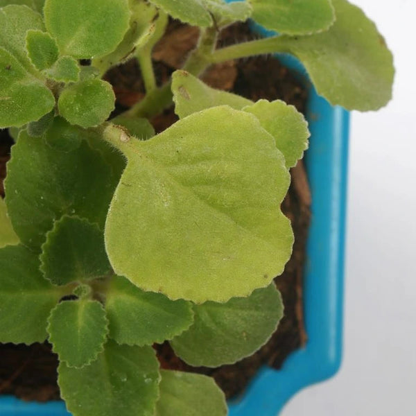 Buy Ajwain Herbal plant Unlimited Greens unlimitedgreens