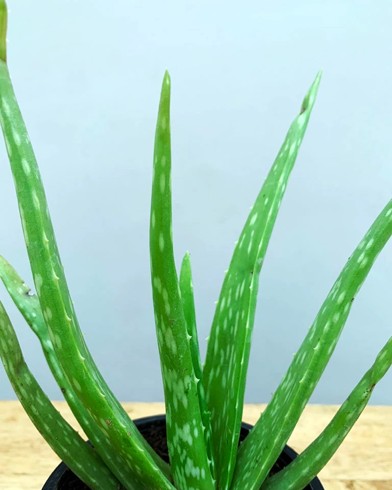 Aloe Vera Plant
