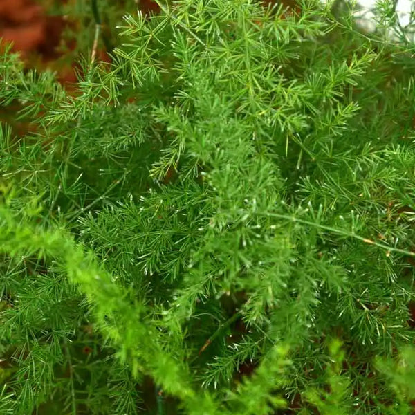 Buy Asparagus Densiflorus Plant Unlimited Greens unlimitedgreens