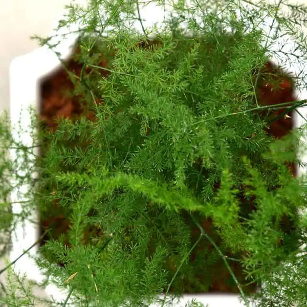 Buy Asparagus Densiflorus Plant Unlimited Greens unlimitedgreens