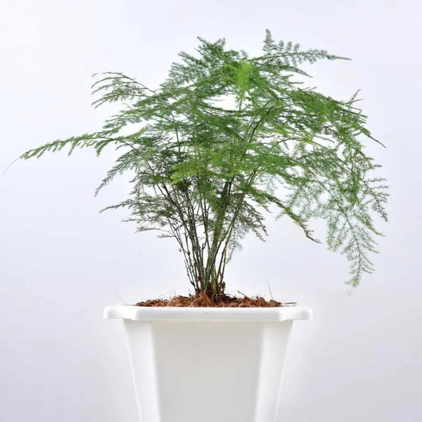 Buy Asparagus Densiflorus Plant Unlimited Greens unlimitedgreens