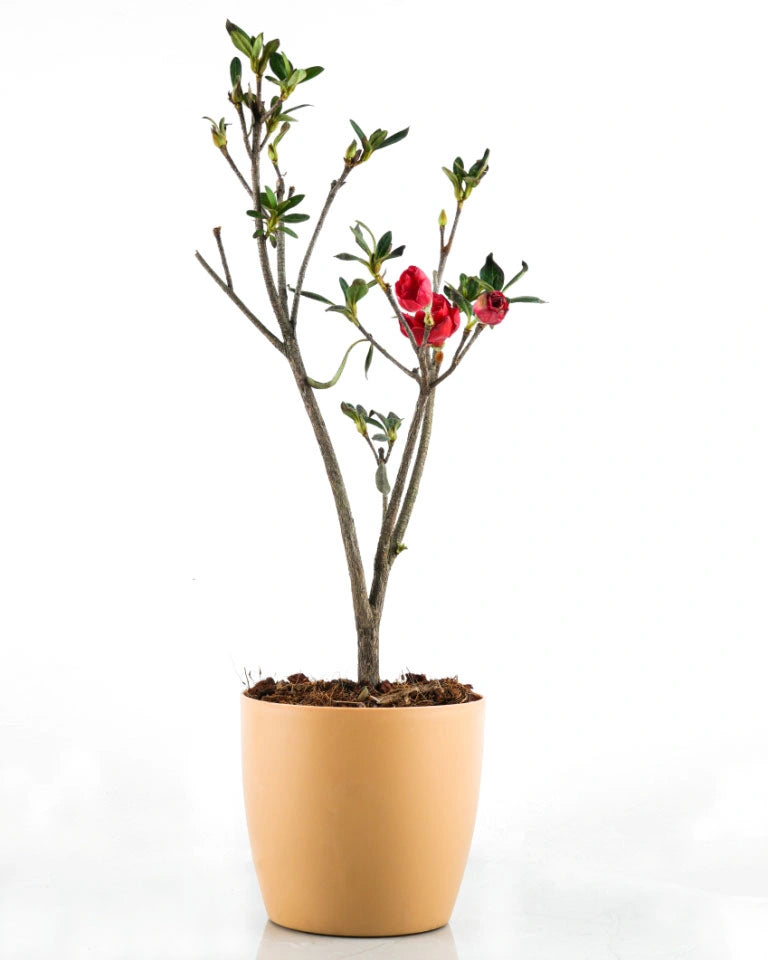 Azalea Red Plant