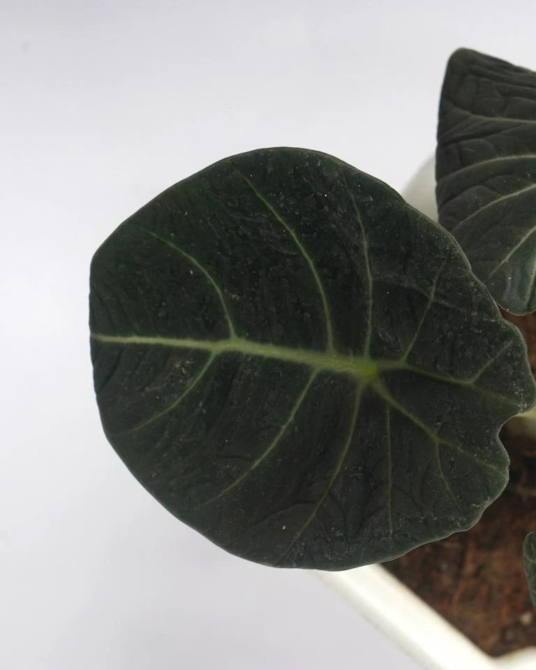Black Velvet Alocasia Plant