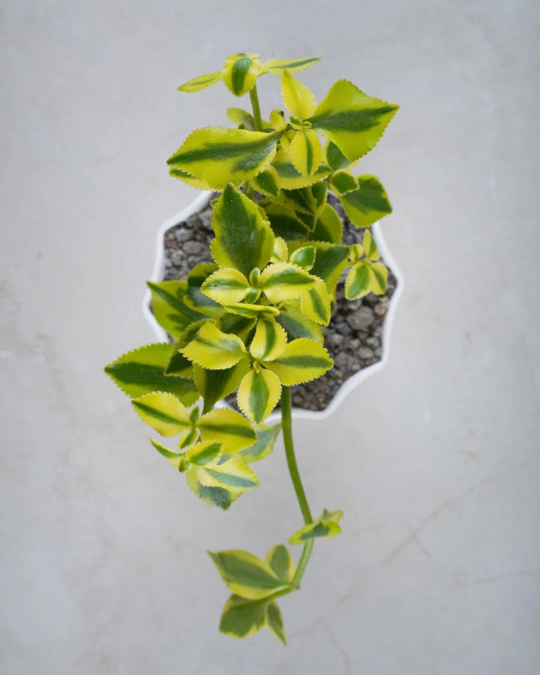 Crassula Sarmentosa Succulent