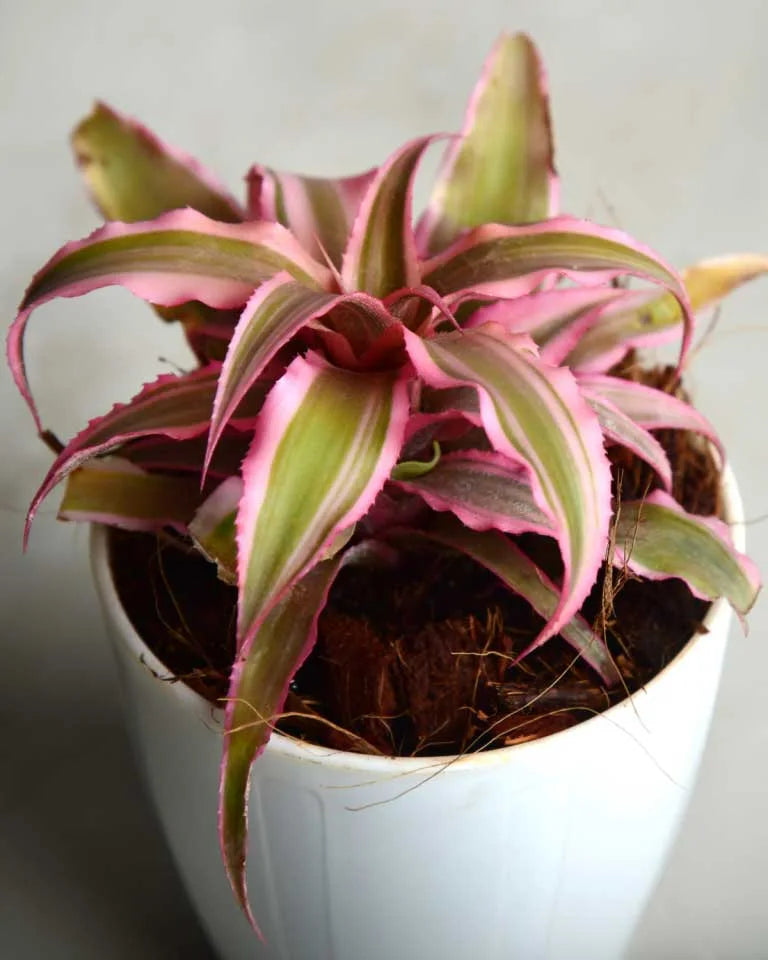 Cryptanthus Pink (Earthstar Plant)
