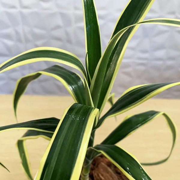 Shop Dracaena Angustifolia Plant online | Unlimited Greens ...