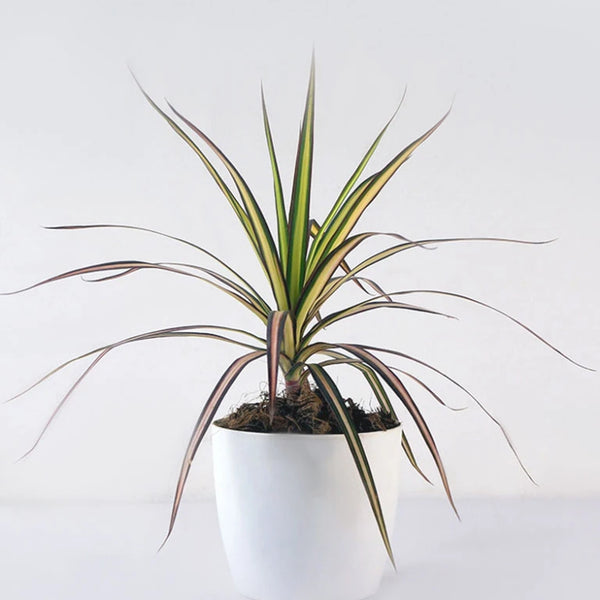 Dracaena 'Ray of Sunshine' - 8