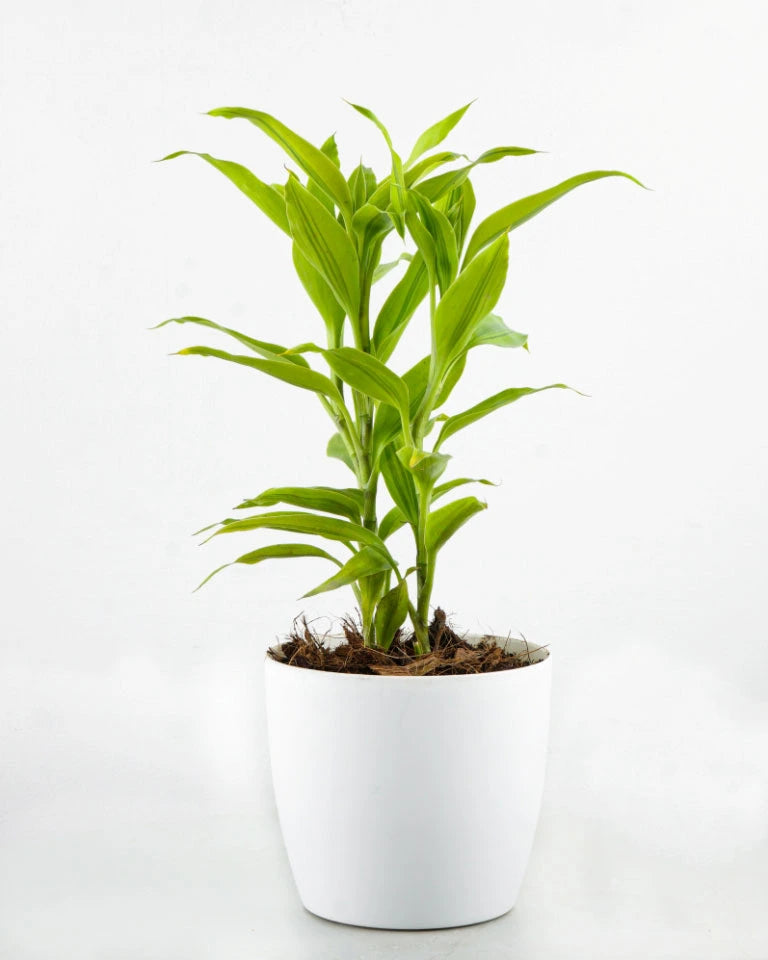 dracaena sanderiana plant Buy Dracaena Sanderiana Online in India- Unlimited Greens- PAN India Delivery – unlimitedgreens