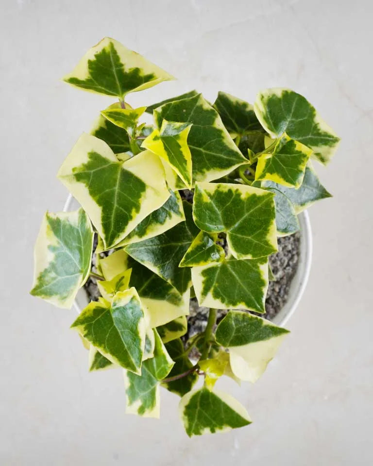 English Ivy Variegated Plant