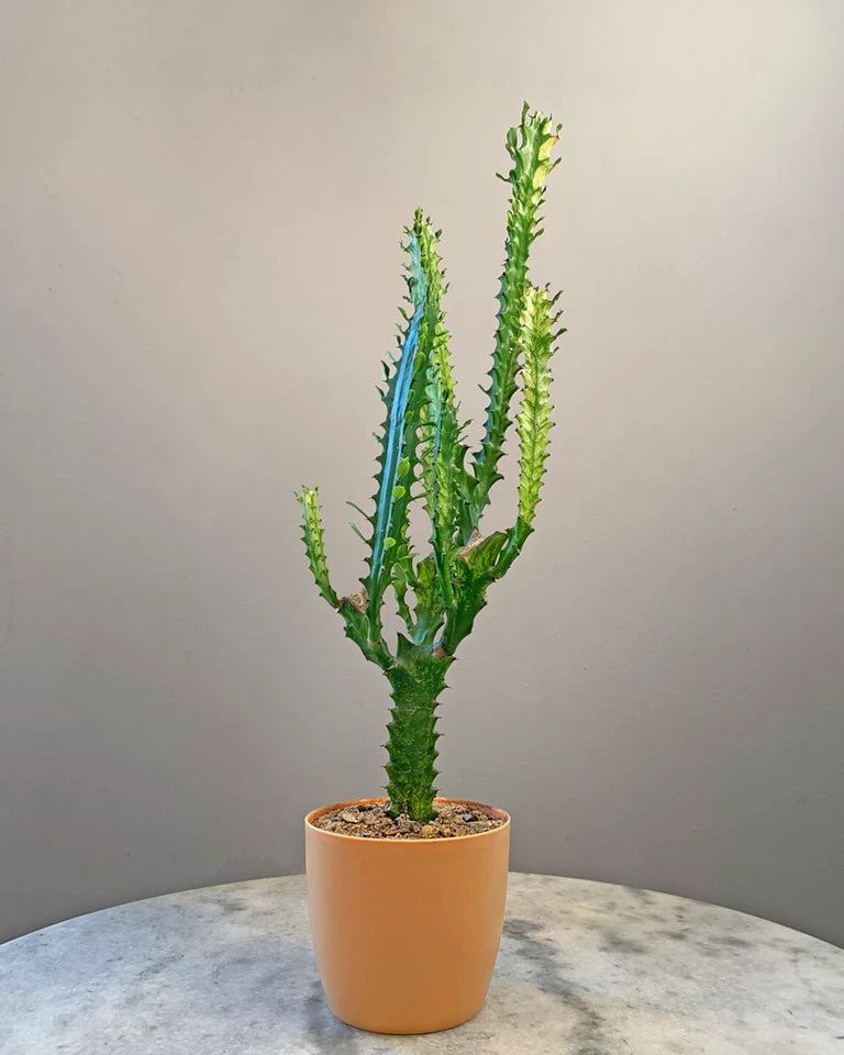 Euphorbia Lactea Cactus